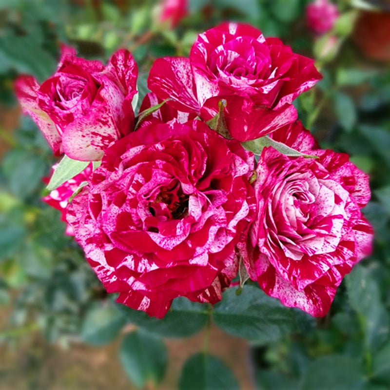 Rose Seeds