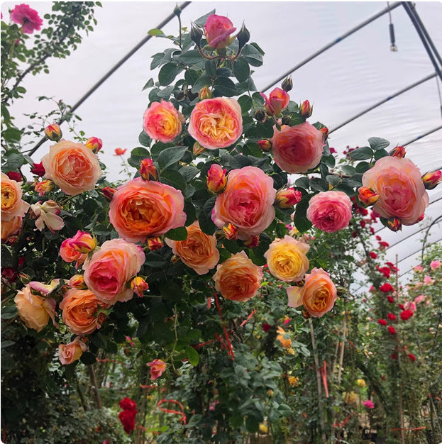 Rose Seeds