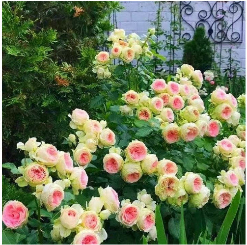 Rose Seeds