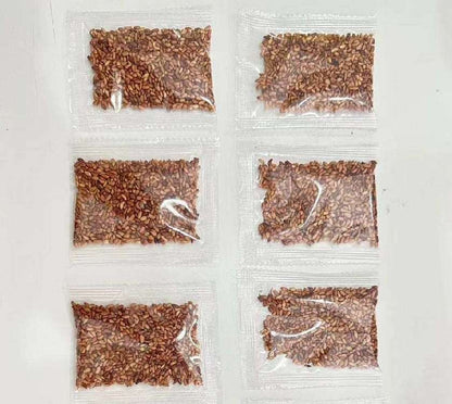 Climbing Rose Seed | 500 Pcs per Pack