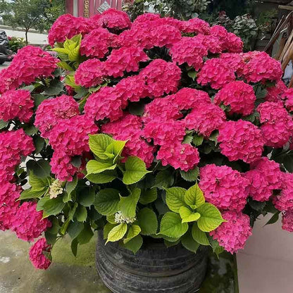 Hydrangea Seeds | 100 Pcs per Pack