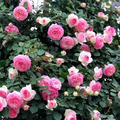 Climbing Rose Seed | 500 Pcs per Pack