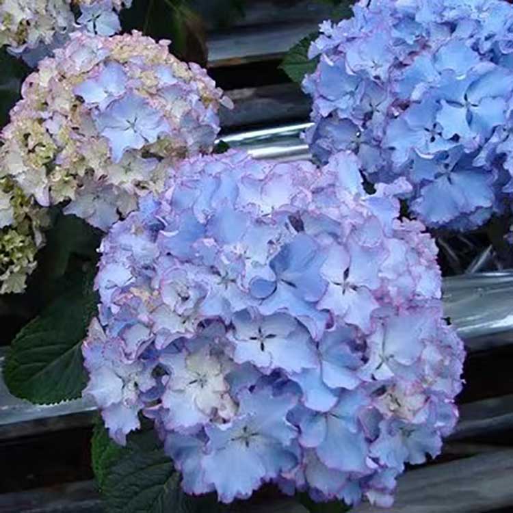 Hydrangea Seeds | 100 Pcs per Pack