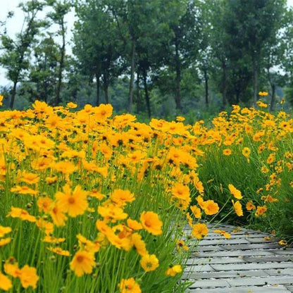 Daisy seeds | 1000 Pcs per Pack