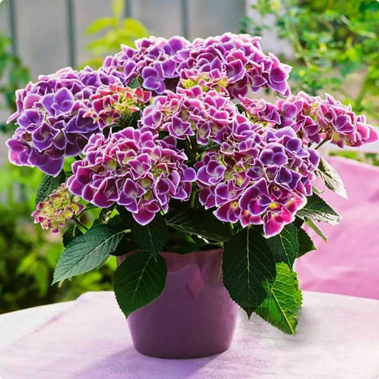 Hydrangea Seeds | 100 Pcs per Pack