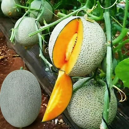 Hami melon Seeds | 50pcs Per Bag