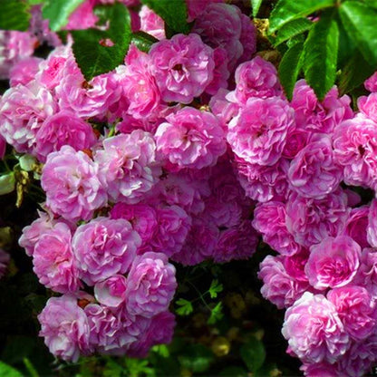 Climbing Rose Seed | 500 Pcs per Pack