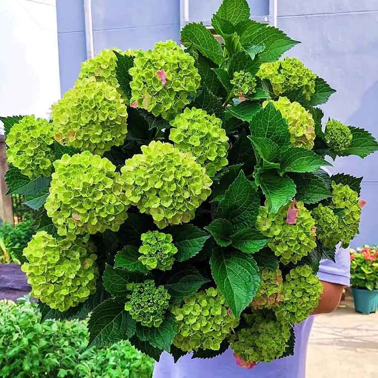 Hydrangea Seeds | 100 Pcs per Pack