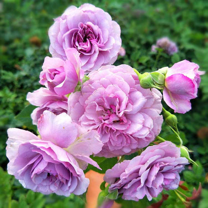 Climbing Rose Seed | 500 Pcs per Pack