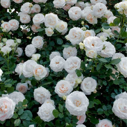 Climbing Rose Seed | 500 Pcs per Pack