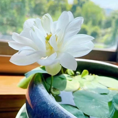 Water lily seeds | 50 Pcs per Pack