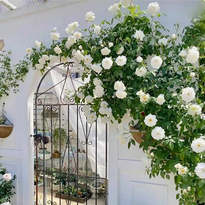 Climbing Rose Seed | 500 Pcs per Pack