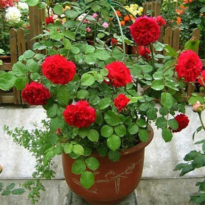 Climbing Rose Seed | 500 Pcs per Pack