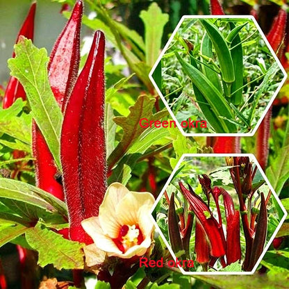 Okra Seeds | 5 grams Per Bag (approximately 90 grains)