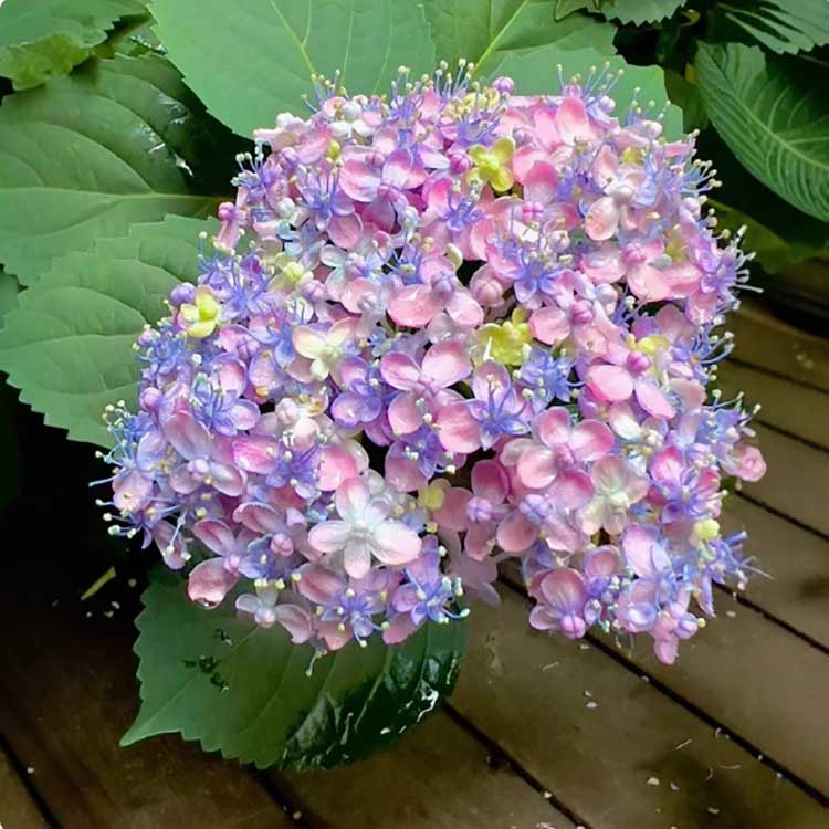 Hydrangea Seeds | 100 Pcs per Pack