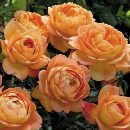 Climbing Rose Seed | 500 Pcs per Pack