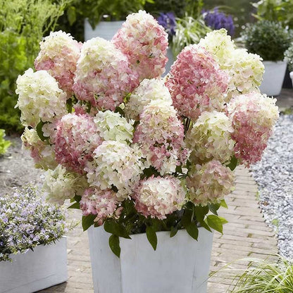 Hydrangea Seeds | 100 Pcs per Pack
