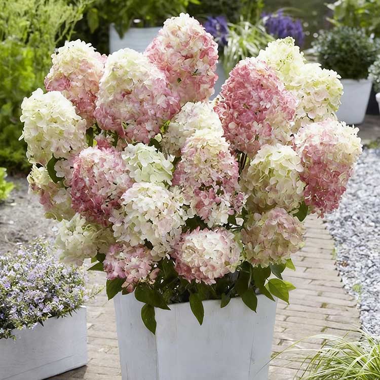 Hydrangea Seeds | 100 Pcs per Pack