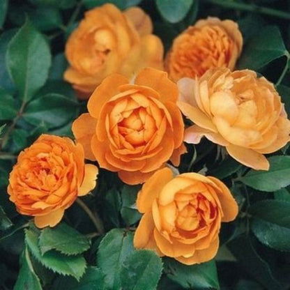 Climbing Rose Seed | 500 Pcs per Pack