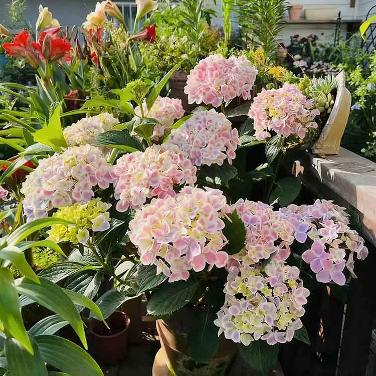 Hydrangea Seeds | 100 Pcs per Pack