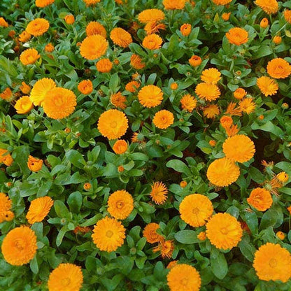 Calendula seeds | 1000pcs Per Bag