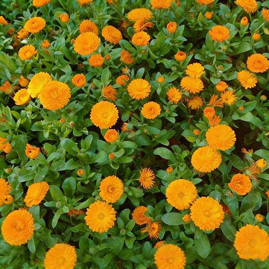 Calendula seeds | 1000pcs Per Bag