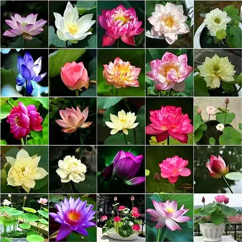 Bowl lotus | Miniature lotus Seed |50pcs Per bag