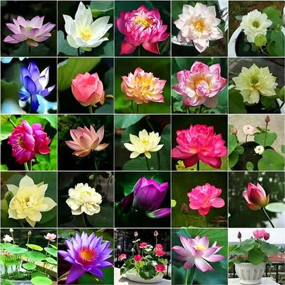 Bowl lotus | Miniature lotus Seed |50pcs Per bag