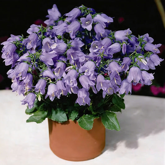 Wind chime flower seeds | 1000 Pcs per Pack