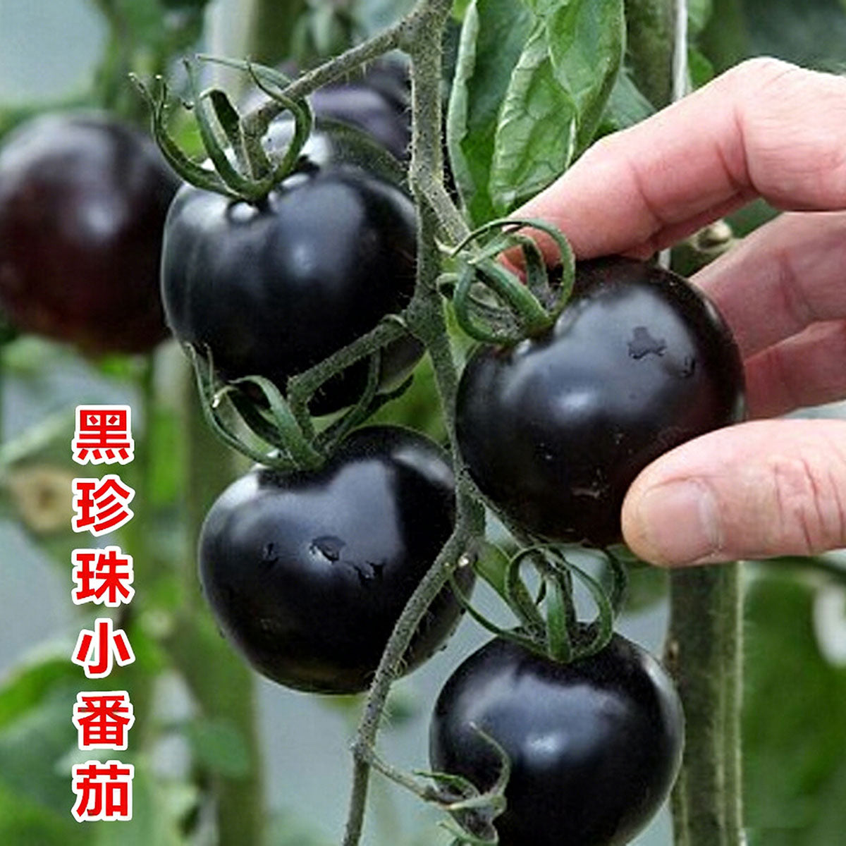 Tomato seeds | 50-200 Pcs per Pack