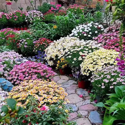 Daisy Seeds | 10 Grams Per Bag