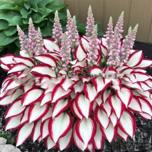 Colored hosta seeds | 1000 Pcs per Pack