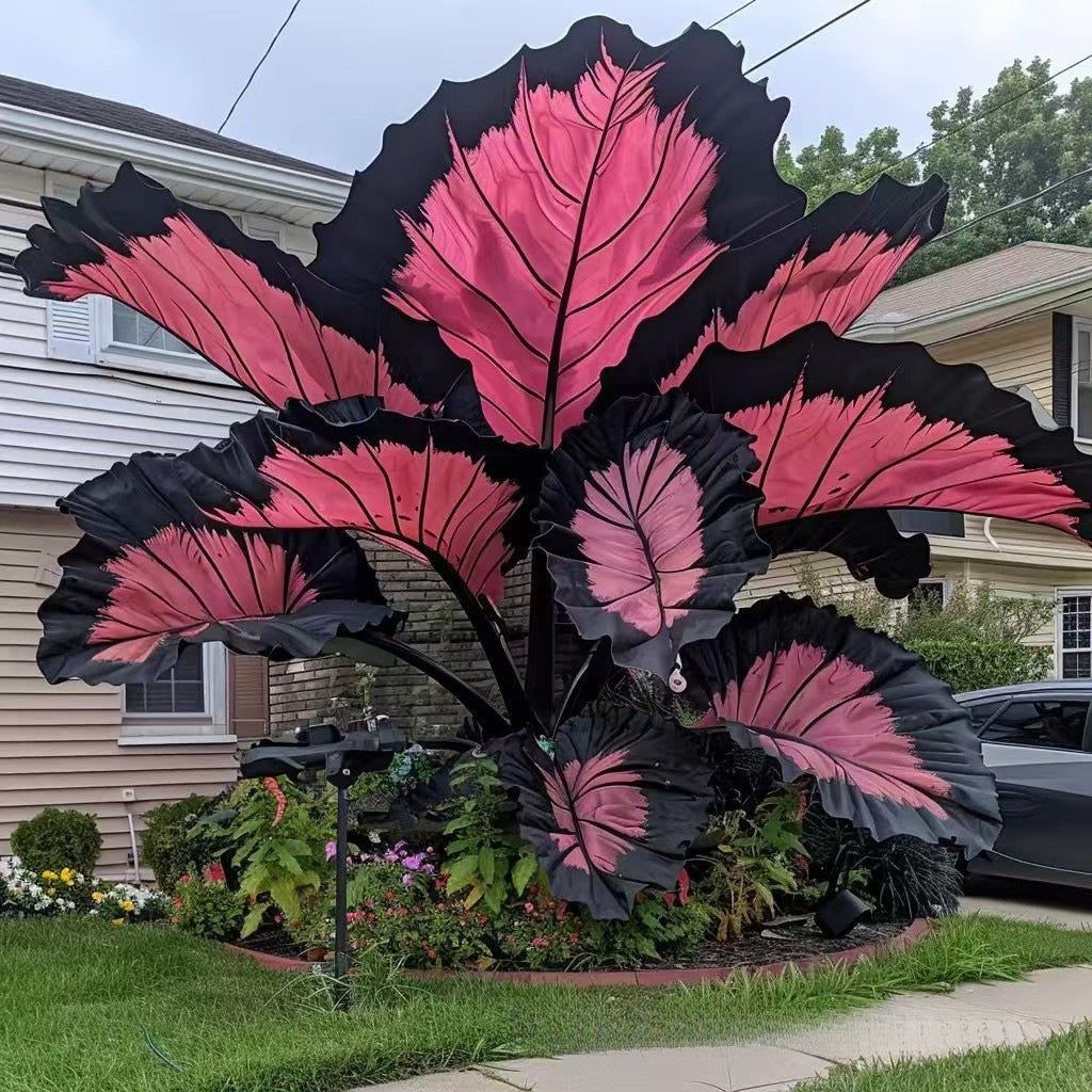 Caladium bicolor seeds | 1000 Pcs per Pack