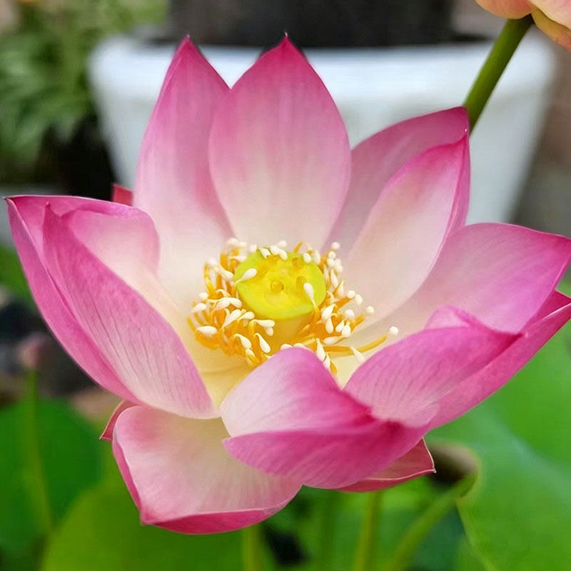 Bowl lotus | Miniature lotus Seed |50pcs Per bag