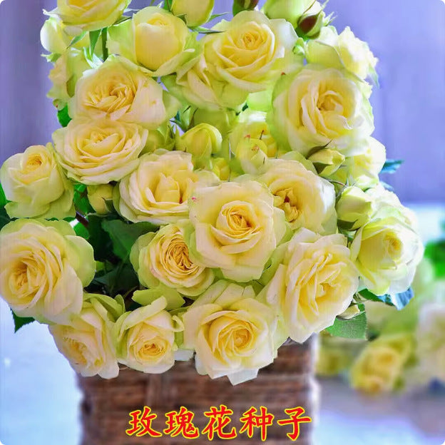 Rose flower seeds | 200 Pcs per Pack