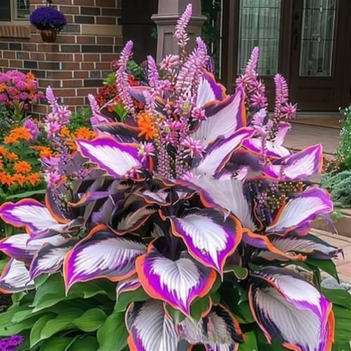 Colored hosta seeds | 1000 Pcs per Pack