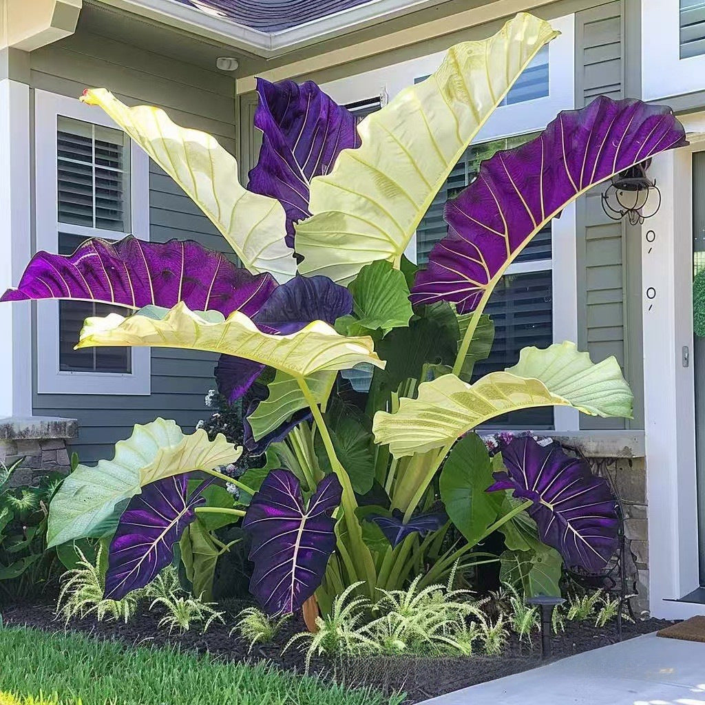 Caladium bicolor seeds | 1000 Pcs per Pack