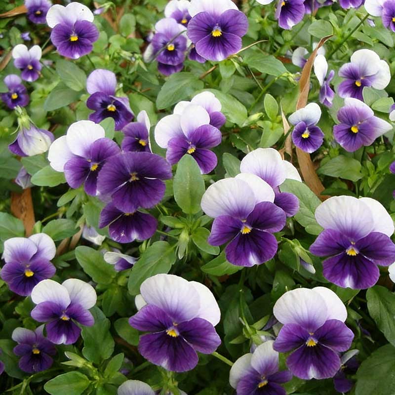 Pansy seeds | 1000pcs Per Bag