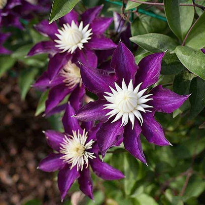 Clematis Flower Vine Seed  | 188pcs Per Bag