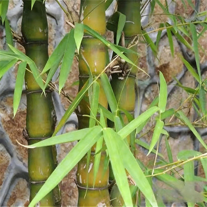 Bamboo seeds | 200pcs Per Bag