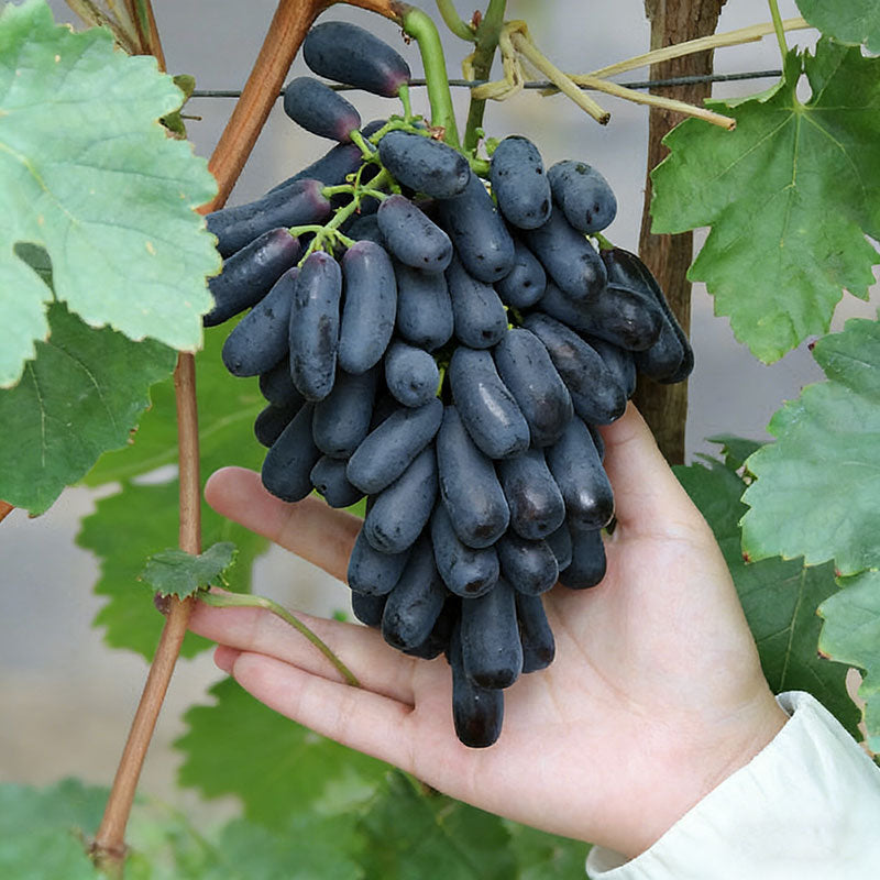 Grape Seeds | 60pcs Per Bag