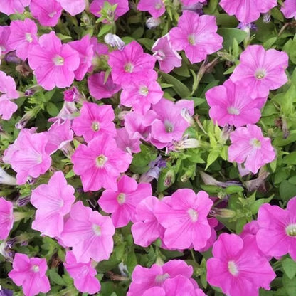 Jasmine flower seeds | 100 Pcs per Pack