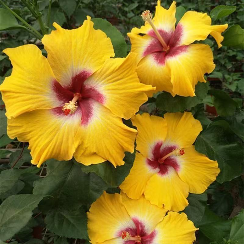 Furong seeds | 100 Pcs per Pack