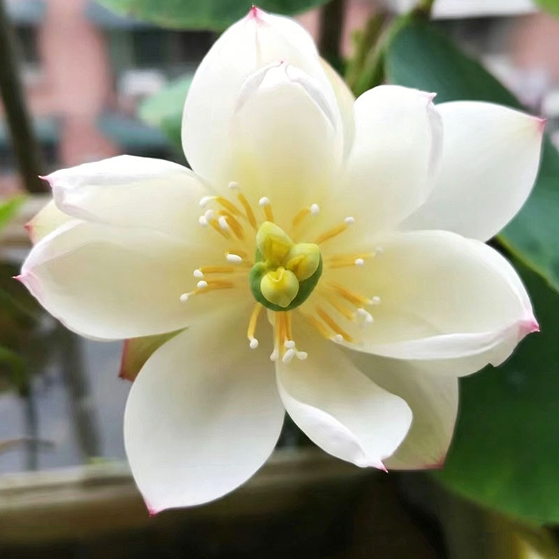 Bowl lotus | Miniature lotus Seed |50pcs Per bag