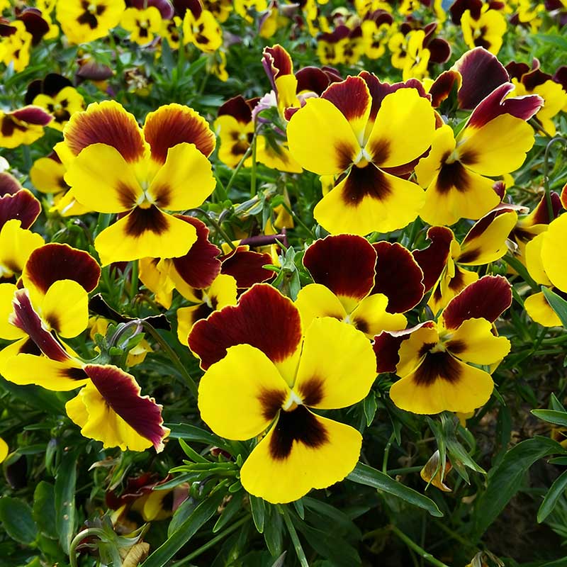 Pansy seeds | 1000pcs Per Bag