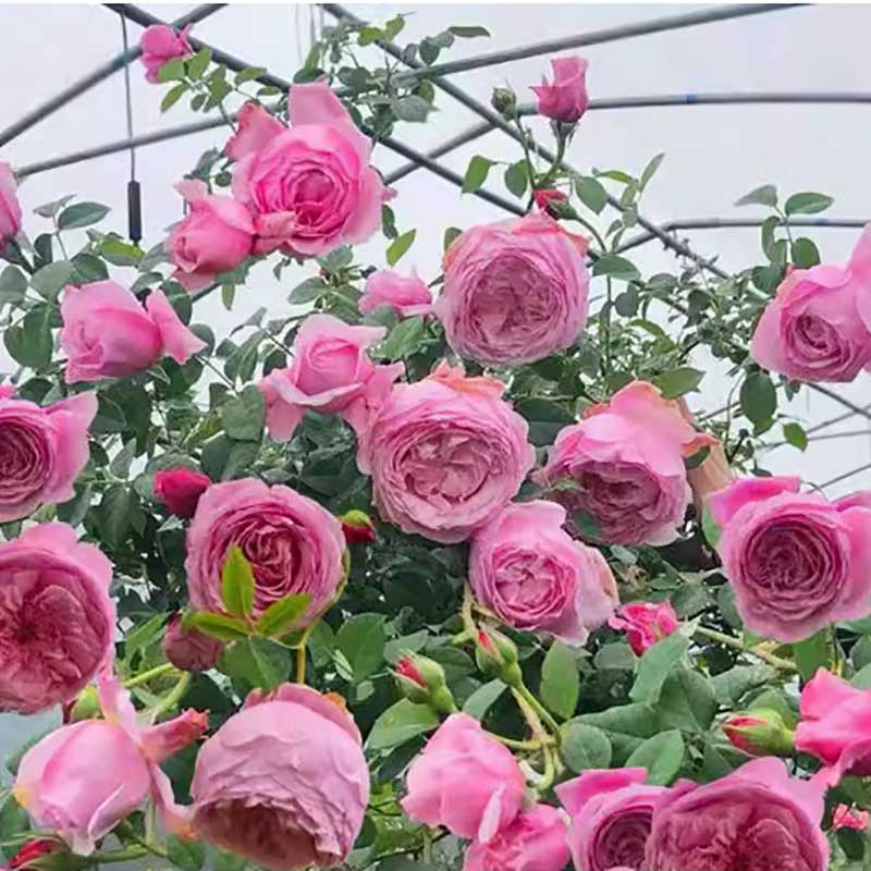 Climbing Rose Seed | 500 Pcs per Pack