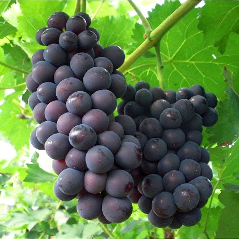 Grape Seeds | 60pcs Per Bag