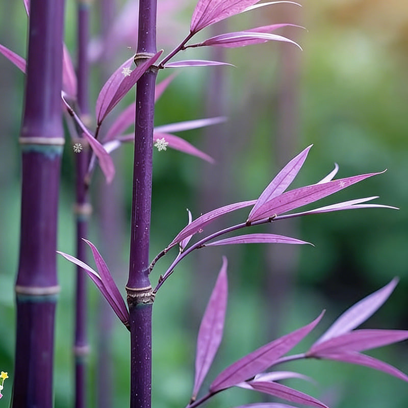 Bamboo seeds | 200pcs Per Bag