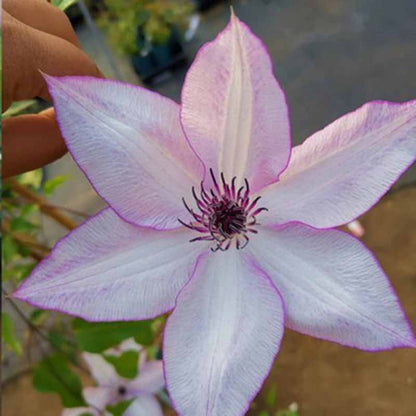 Clematis Flower Vine Seed  | 188pcs Per Bag