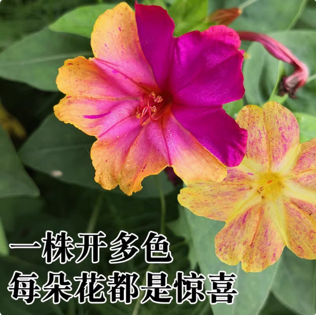 Jasmine flower seeds | 100 Pcs per Pack